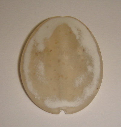 foto - PATELLA LISCIA