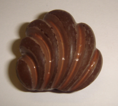 foto - CONCHIGLIA MARRONE