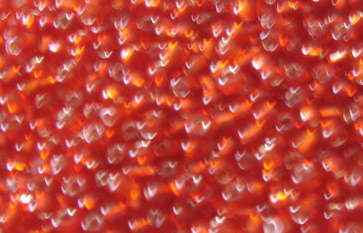 foto - CONTERIA ROSSA