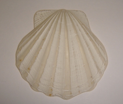 foto - CONCHIGLIA BIANCO SATINATO