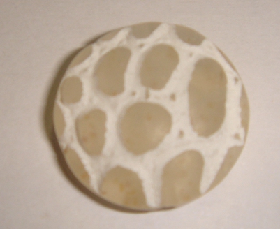 foto - PERLA SCHIACCIATA COCCODRILLO