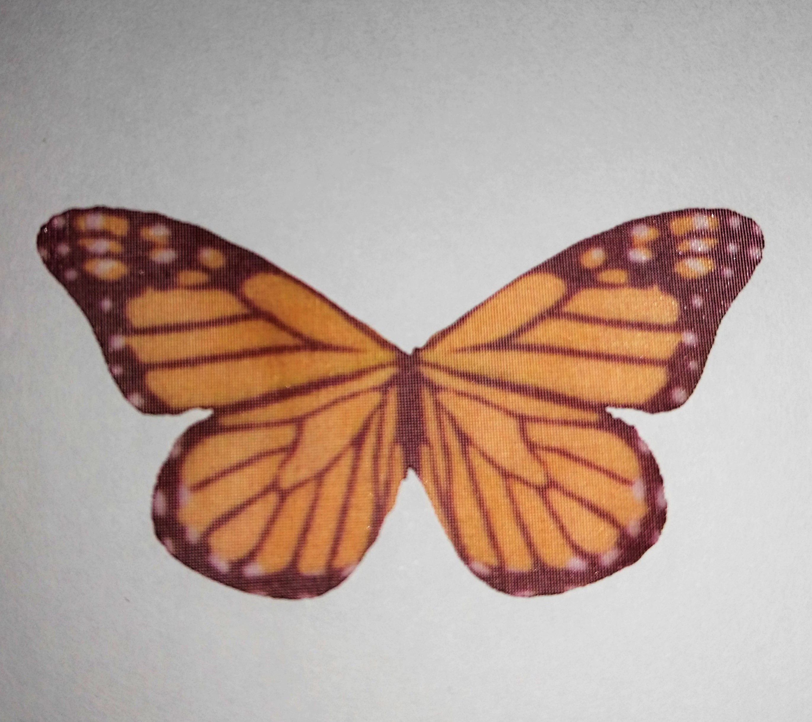 farfalla in organza misura 50x35 mm 