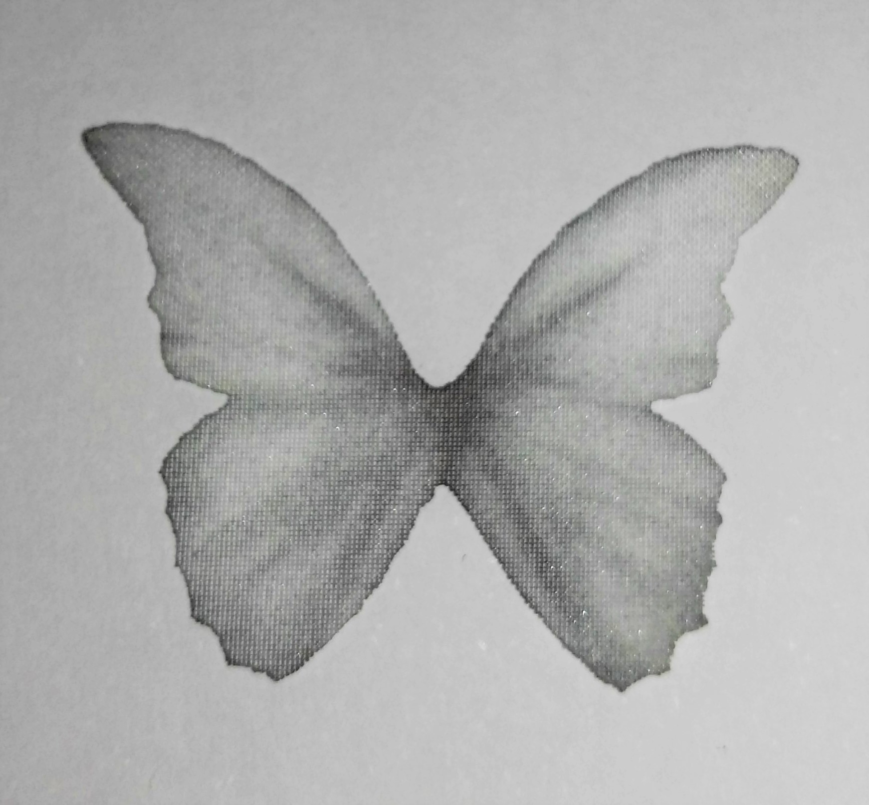 farfalla in organza misura 30x22 mm GRIGIA