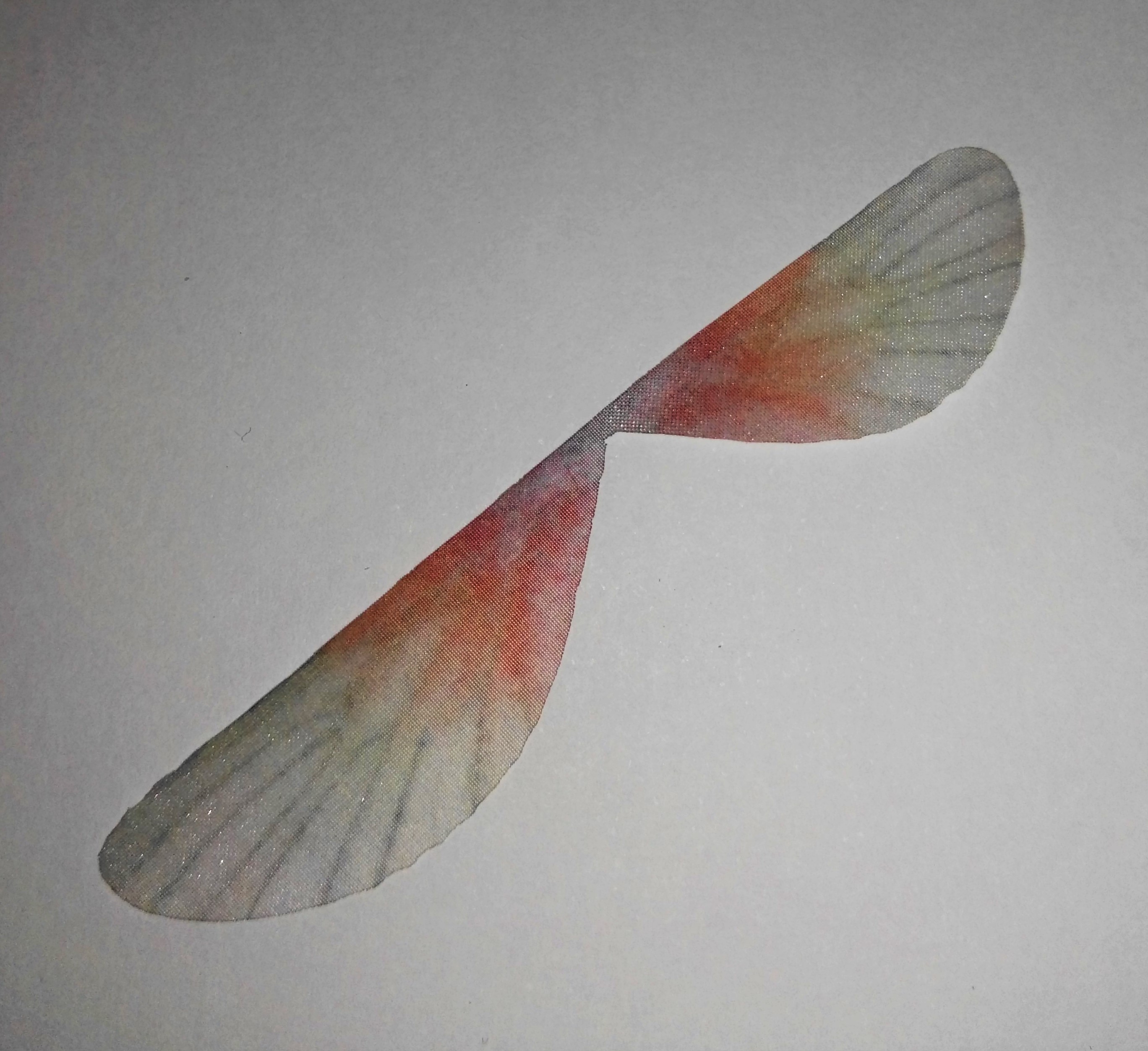 ali di libellula  in organza  misura 80x15 mm GRIGIO E ARANCIO