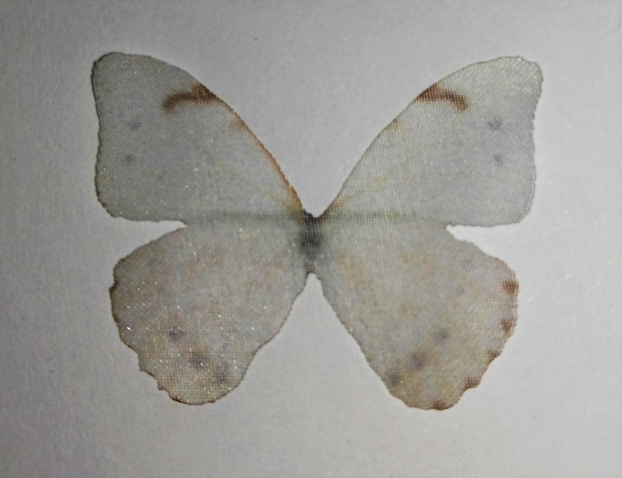 farfalla in organza BIANCA GRIGIA