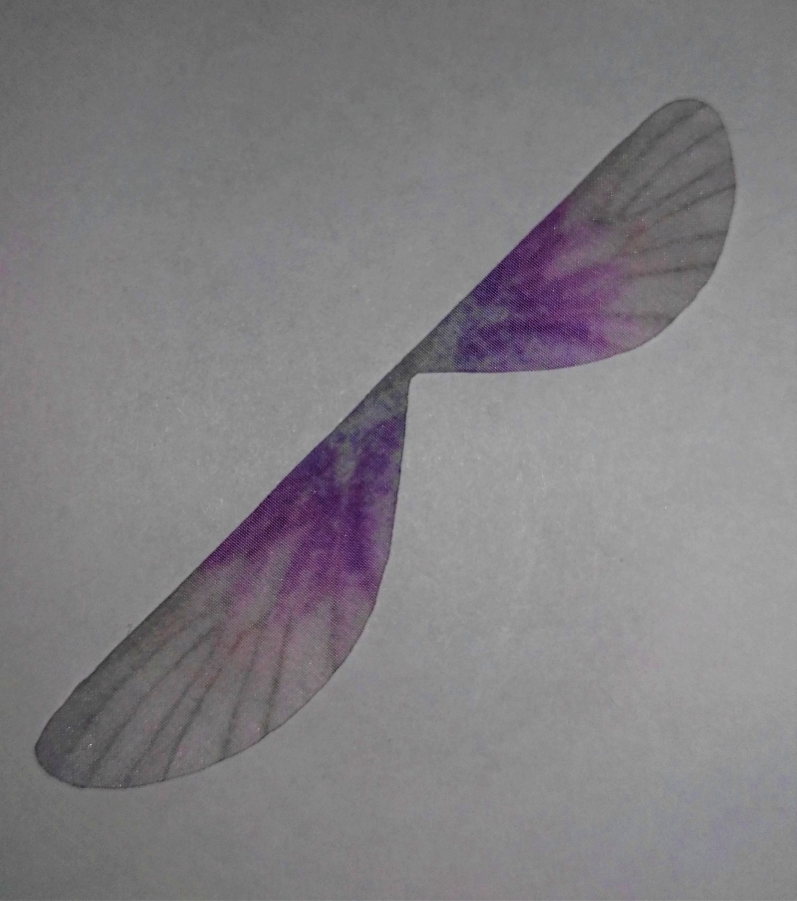 ali di libellula in organza 