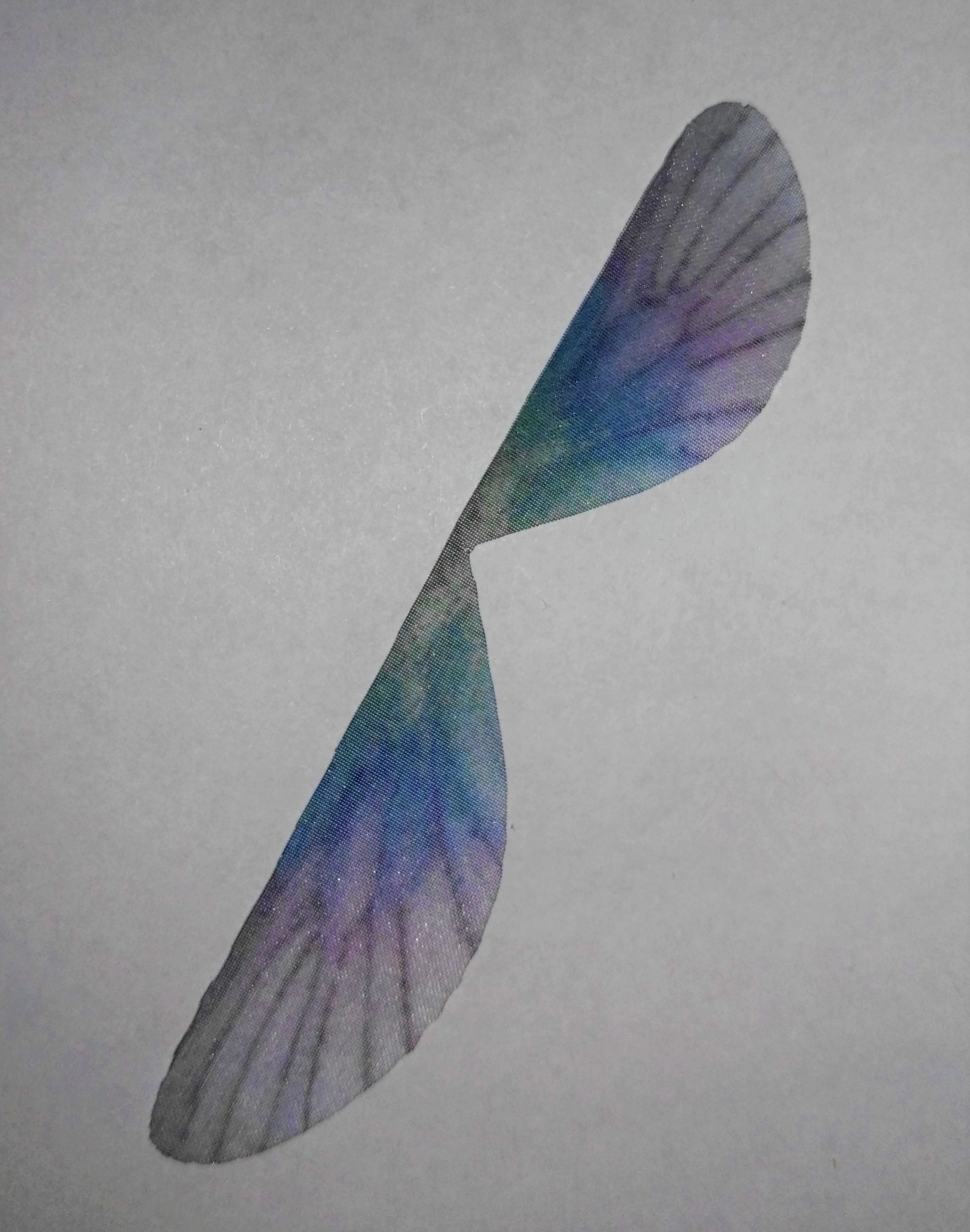 ali di libellula in organza 