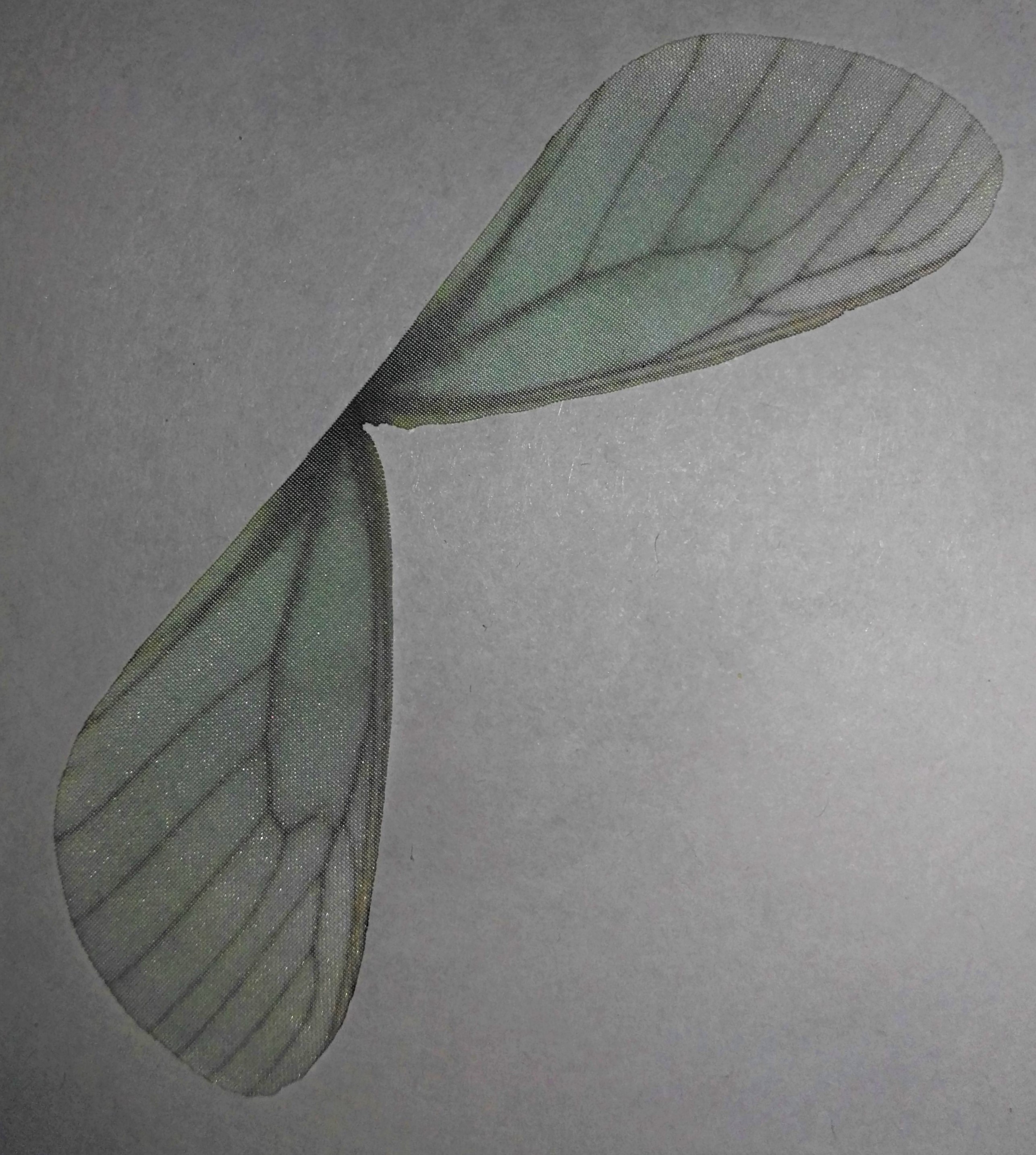 ali di libellula in organza