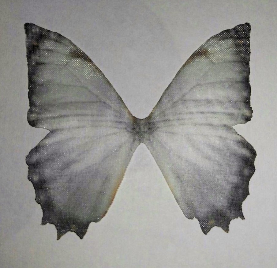 farfalla in organza misura 48x44 mm GRIGIA