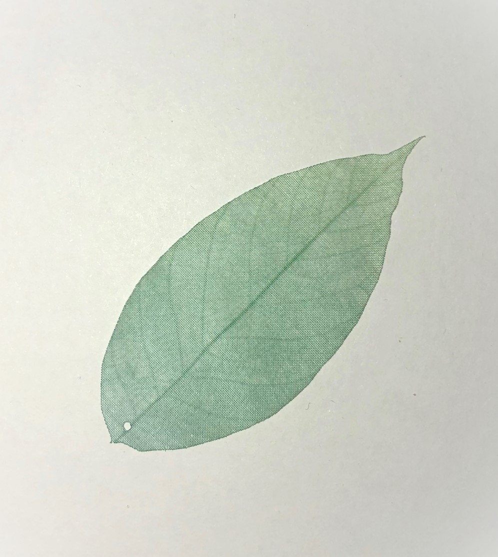 FOGLIA  VERDINA in organza